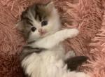 RESERVED Seal & White BiColor Persian Ragdoll - Persian Cat For Sale - McKinney&comma; TX&comma; US