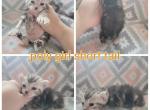 Silver Female highlander - Highlander Cat For Sale - Frenchtown&comma; MI&comma; US