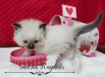 Cupid - Ragdoll Cat For Sale - Lakeland&comma; FL&comma; US
