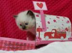 Valentina - Ragdoll Cat For Sale - Lakeland&comma; FL&comma; US