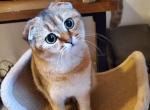 Plusha - Scottish Fold Cat For Sale - New York&comma; NY&comma; US