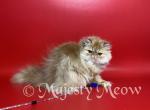 Michael - Persian Cat For Sale - Yucca Valley&comma; CA&comma; US