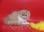 Filimon - Persian Cat For Sale - Yucca Valley&comma; CA&comma; US