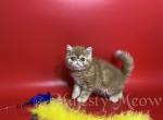 Yorshik - Exotic Cat For Sale - Yucca Valley&comma; CA&comma; US
