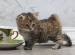 Romanov Dynasty Ophelia - Siberian Cat For Sale - Ashburn&comma; VA&comma; US