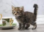 Romanov Dynasty Mimosa - Siberian Cat For Sale - Ashburn&comma; VA&comma; US