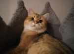 Mozart - British Shorthair Cat For Sale - San Mateo&comma; CA&comma; US