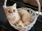 Boss - British Shorthair Cat For Sale - San Mateo&comma; CA&comma; US