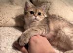 Tank - British Shorthair Cat For Sale - San Mateo&comma; CA&comma; US