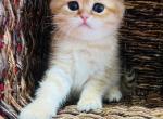 Jason - Scottish Fold Cat For Sale - Atlanta&comma; GA&comma; US