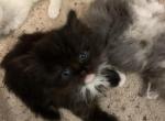 RESERVED  Black Tuxedo Persian Ragdoll - Persian Cat For Sale - McKinney&comma; TX&comma; US
