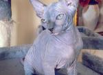 Sphynx kittens available - Sphynx Cat For Sale - Brooklyn&comma; NY&comma; US