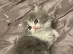 RESERVED Grey & White Bicolor Persian Ragdoll - Persian Cat For Sale - McKinney&comma; TX&comma; US