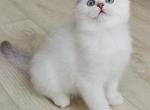 White Scottish Fold - Scottish Fold Cat For Sale - Sacramento&comma; CA&comma; US