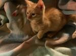Peter - Munchkin Cat For Sale - FL&comma; US