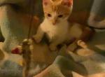 Paul - Munchkin Cat For Sale - FL&comma; US