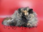 Baccara - Persian Cat For Sale - Yucca Valley&comma; CA&comma; US