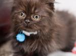 Snickers foldex munchkin - Minuet Cat For Sale - Omaha&comma; NE&comma; US