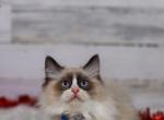 Grumpy Scottish kilt - Munchkin Cat For Sale - Omaha&comma; NE&comma; US