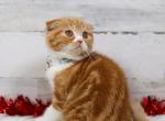 Tiger foldex male - Scottish Fold Cat For Sale - Omaha&comma; NE&comma; US