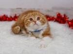 Owl foldex male - Scottish Fold Cat For Sale - Omaha&comma; NE&comma; US