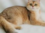 Scottish Straight - Scottish Straight Cat For Sale - Sacramento&comma; CA&comma; US