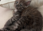 Smoke Grey Maine Coon Kitten - Maine Coon Cat For Sale - Chapel Hill&comma; NC&comma; US
