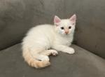 Luke - Ragdoll Cat For Sale - Mount Vernon&comma; WA&comma; US