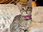 Frida F3 Savannah Female - Savannah Cat For Sale - Camden&comma; NJ&comma; US