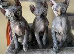 Sphynx elf kittens - Sphynx Cat For Sale - Brooklyn&comma; NY&comma; US