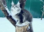 leo - Maine Coon Cat For Sale - New York&comma; NY&comma; US