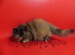 Juliette - Persian Cat For Sale - Yucca Valley&comma; CA&comma; US