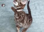Tica registered Bengal kitten - Bengal Cat For Sale - Norwalk&comma; OH&comma; US