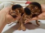 Newborn Abyssinians - Abyssinian Cat For Sale - Spring Hill&comma; FL&comma; US