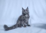 Ykas - Maine Coon Cat For Sale - New York&comma; NY&comma; US