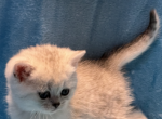 Benny - Scottish Straight Cat For Sale - Renton&comma; WA&comma; US