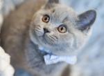 Hunter - British Shorthair Cat For Sale - WA&comma; US