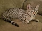 Savannah F3 Silver Female Available Now - Savannah Cat For Sale - New Holland&comma; PA&comma; US