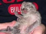 UGA - Himalayan Cat For Sale - Atlanta&comma; GA&comma; US
