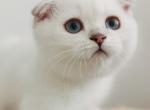 White Scottish Fold2 - Scottish Fold Cat For Sale - Sacramento&comma; CA&comma; US