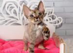 Fendi - Devon Rex Cat For Sale - Brooklyn&comma; NY&comma; US