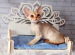 Afonya - Devon Rex Cat For Sale - Brooklyn&comma; NY&comma; US