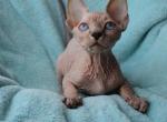 Helen - Sphynx Cat For Sale - Brooklyn&comma; NY&comma; US