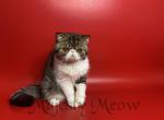 Bozeman - Exotic Cat For Sale - Yucca Valley&comma; CA&comma; US