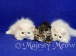 Trio - Persian Cat For Sale - Yucca Valley&comma; CA&comma; US