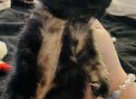 Rosie - Domestic Cat For Sale - Bronx&comma; NY&comma; US