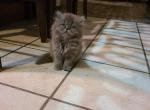 Female Persian Kitten - Persian Cat For Sale - Greenville&comma; OH&comma; US