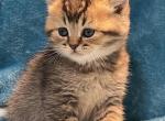 Leo - Scottish Straight Cat For Sale - Renton&comma; WA&comma; US