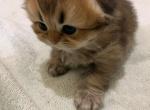 Truffle - Scottish Fold Cat For Sale - Houston&comma; TX&comma; US