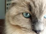 Tinsley Spring Litter - Ragdoll Cat For Sale - Attica&comma; MI&comma; US